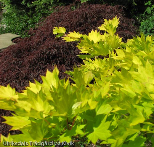 Acer shirasawanum 'Aureum'